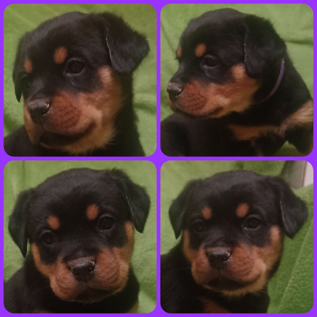 Des Comtes De L'inefaëlle - Chiot disponible  - Rottweiler