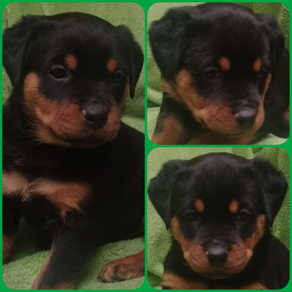 Des Comtes De L'inefaëlle - Chiot disponible  - Rottweiler