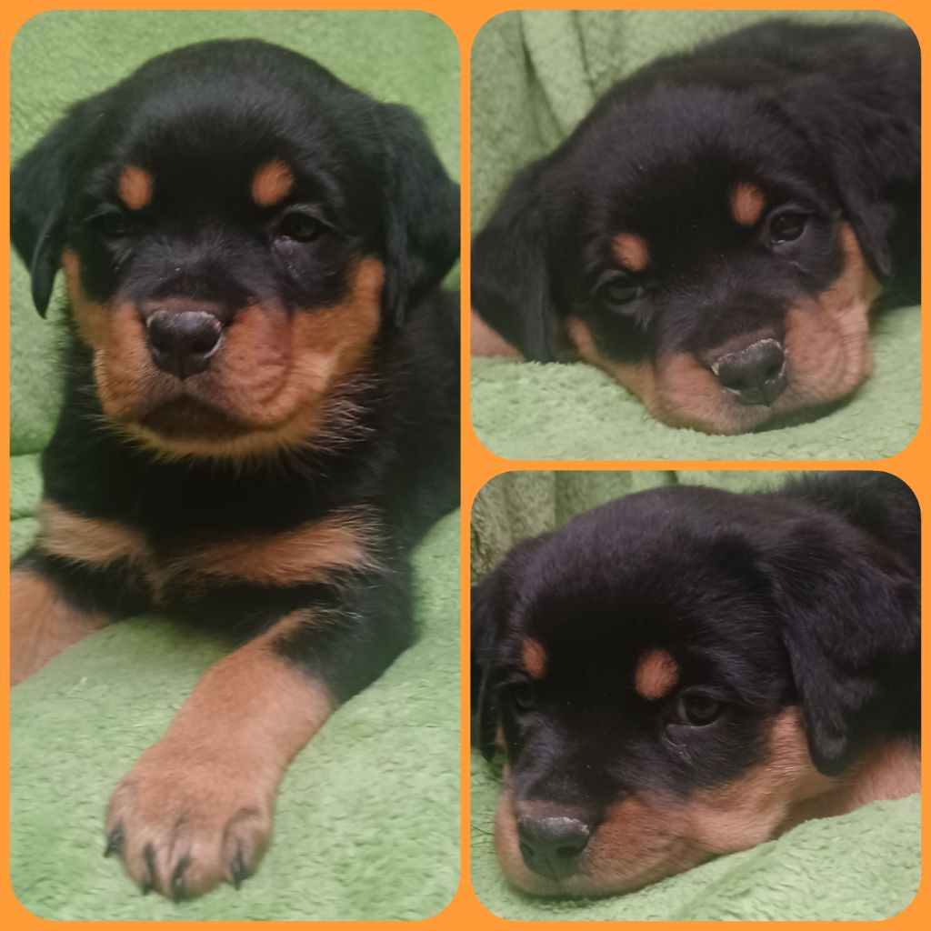 Des Comtes De L'inefaëlle - Chiot disponible  - Rottweiler