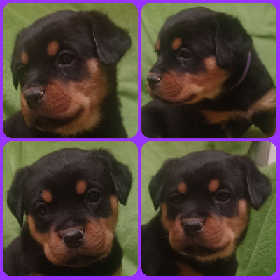 CHIOT FEMELLE VIOLETTE