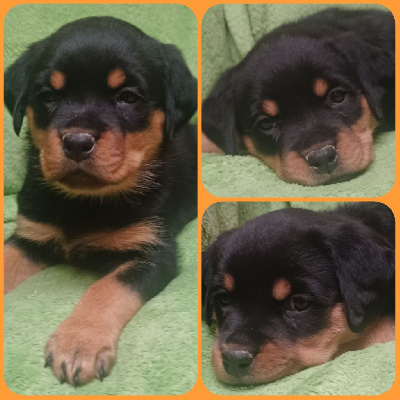 CHIOT FEMELLE ORANGE