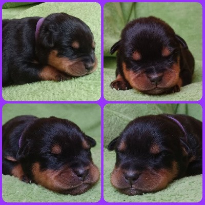 CHIOT FEMELLE VIOLETTE