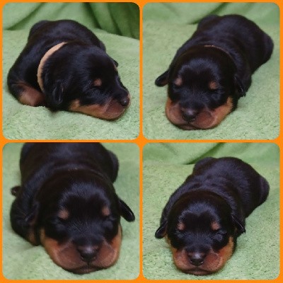 CHIOT FEMELLE ORANGE