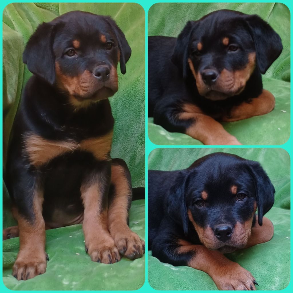 Des Comtes De L'inefaëlle - Chiot disponible  - Rottweiler