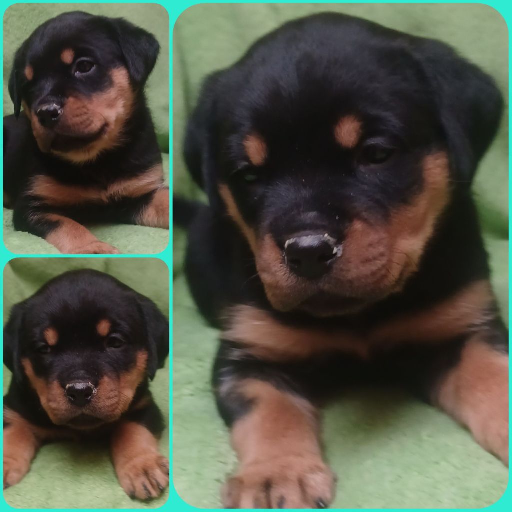 Des Comtes De L'inefaëlle - Chiot disponible  - Rottweiler