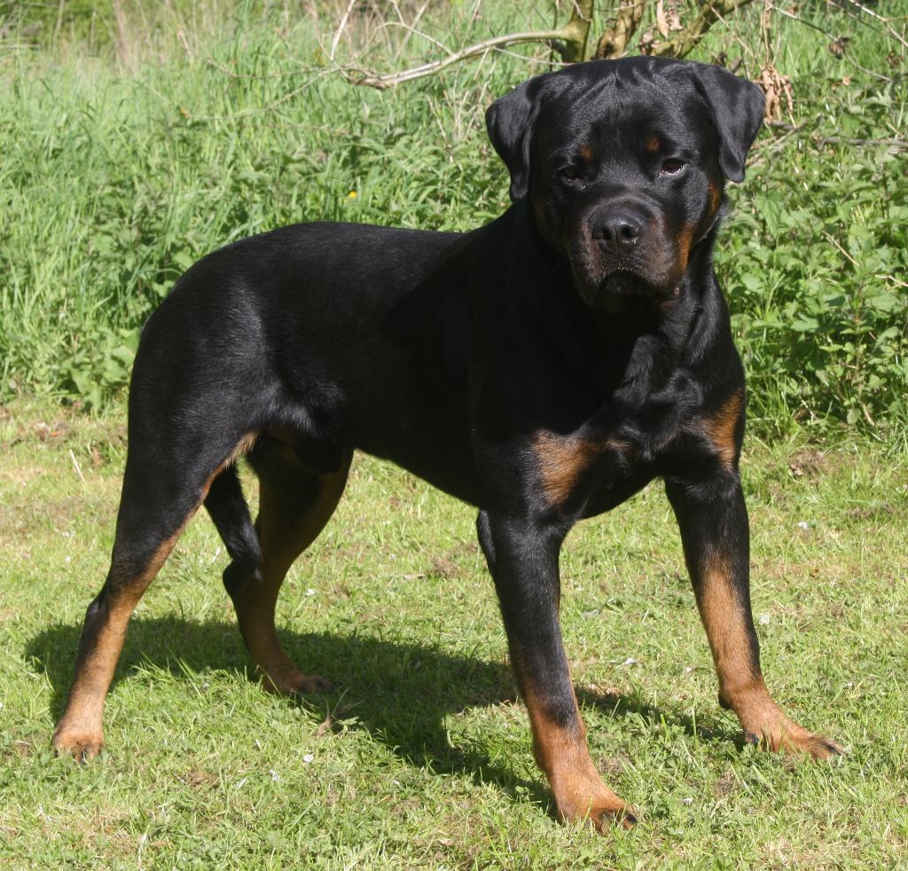 Jesse james Du domaine saint martin