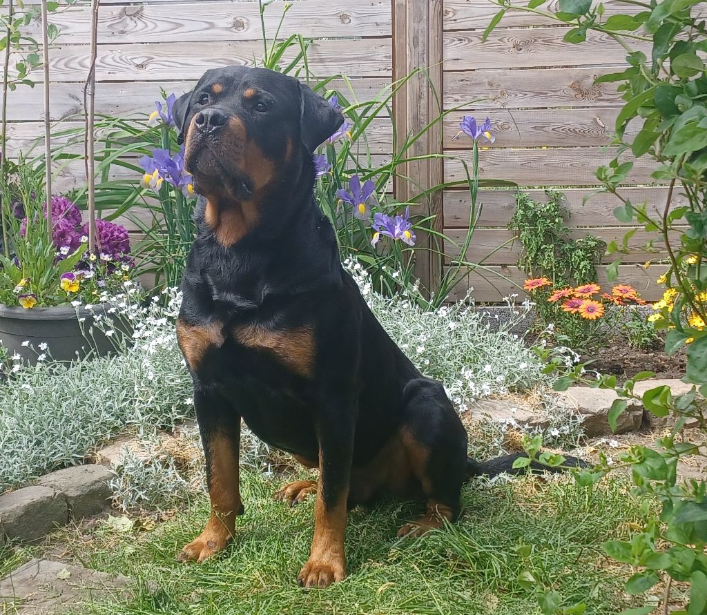 Marley Des Comtes De L'inefaëlle