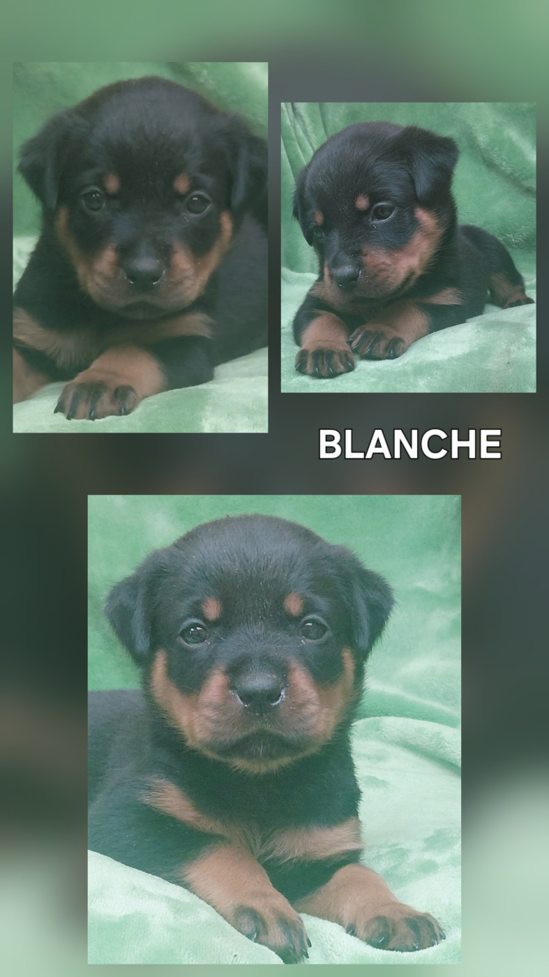 Des Comtes De L'inefaëlle - Chiots disponibles - Rottweiler