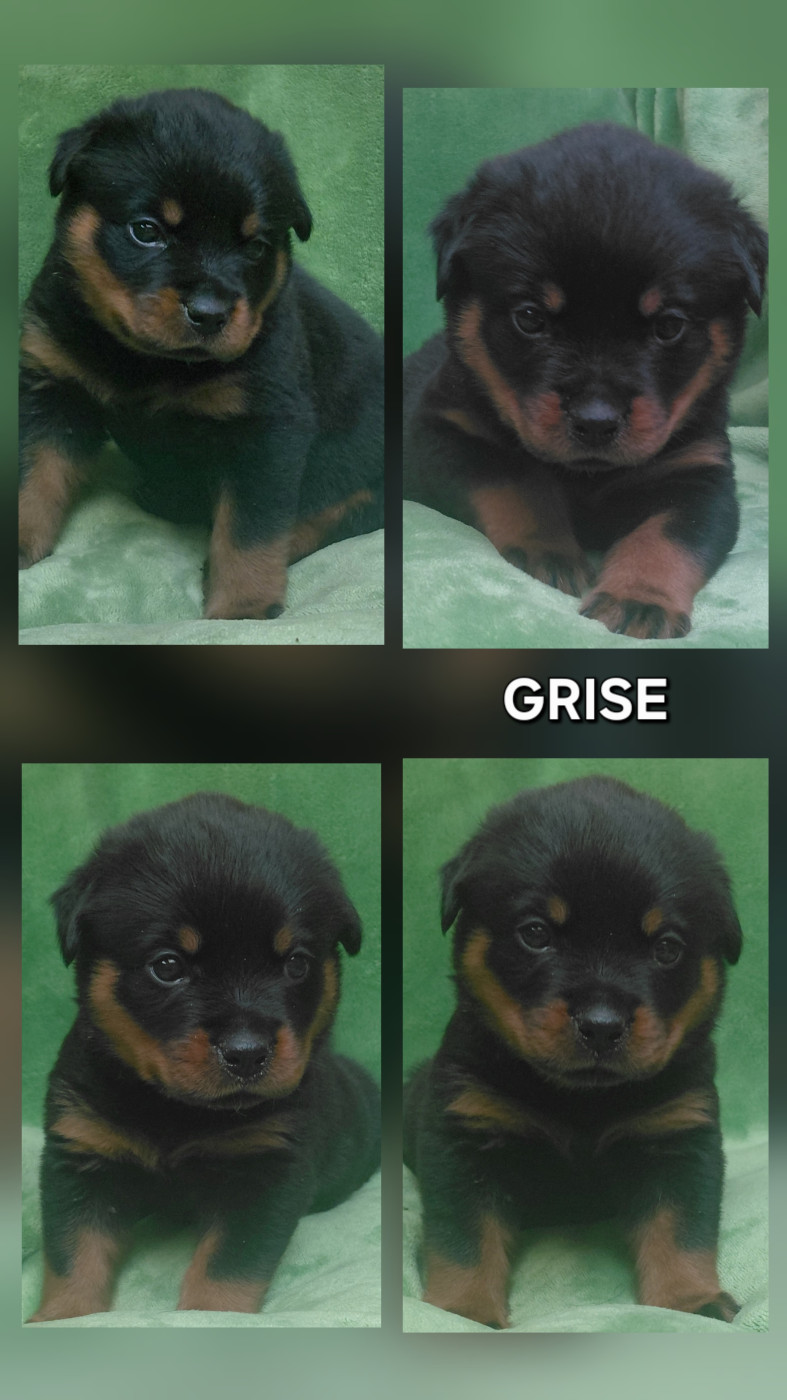 Des Comtes De L'inefaëlle - Chiots disponibles - Rottweiler