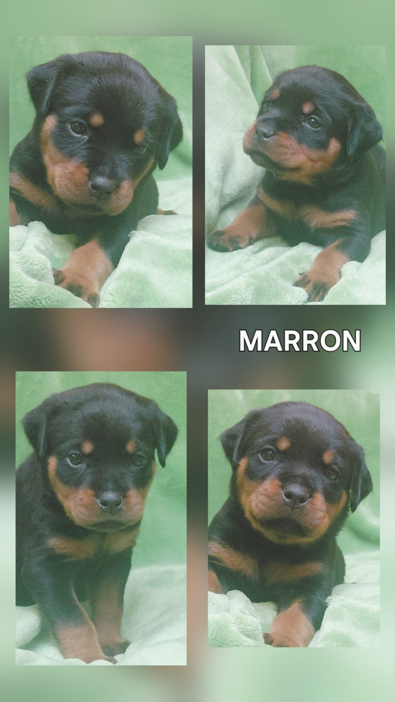 Des Comtes De L'inefaëlle - Chiots disponibles - Rottweiler