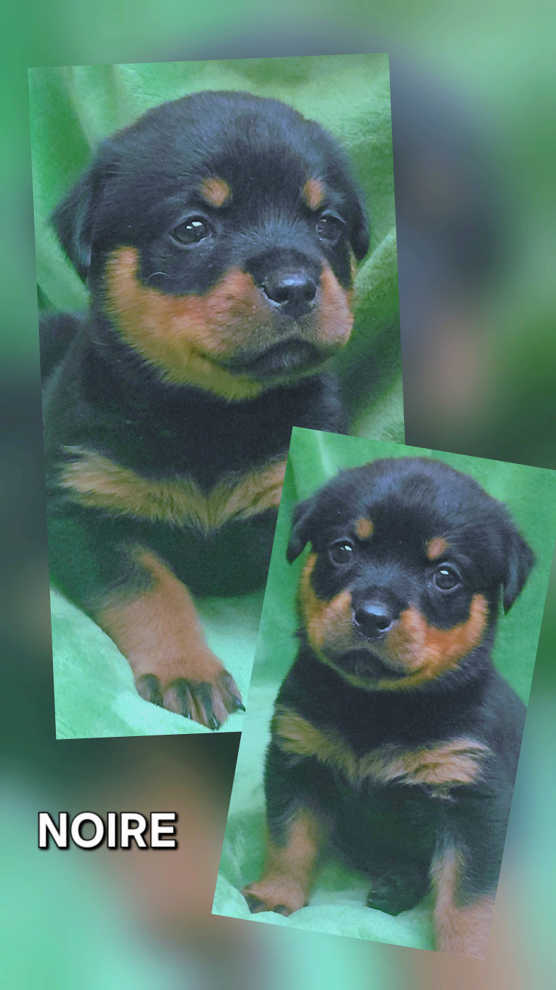 Des Comtes De L'inefaëlle - Chiots disponibles - Rottweiler