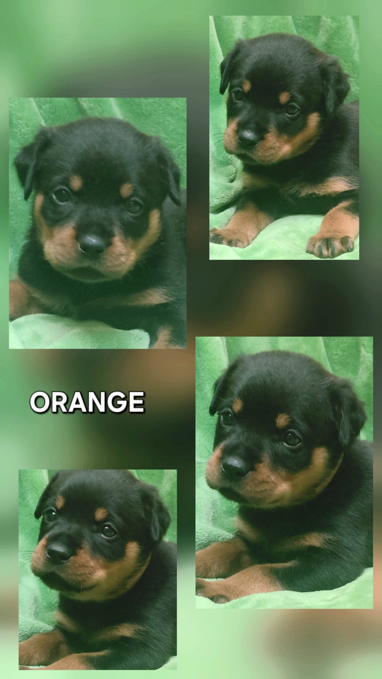 Des Comtes De L'inefaëlle - Chiots disponibles - Rottweiler