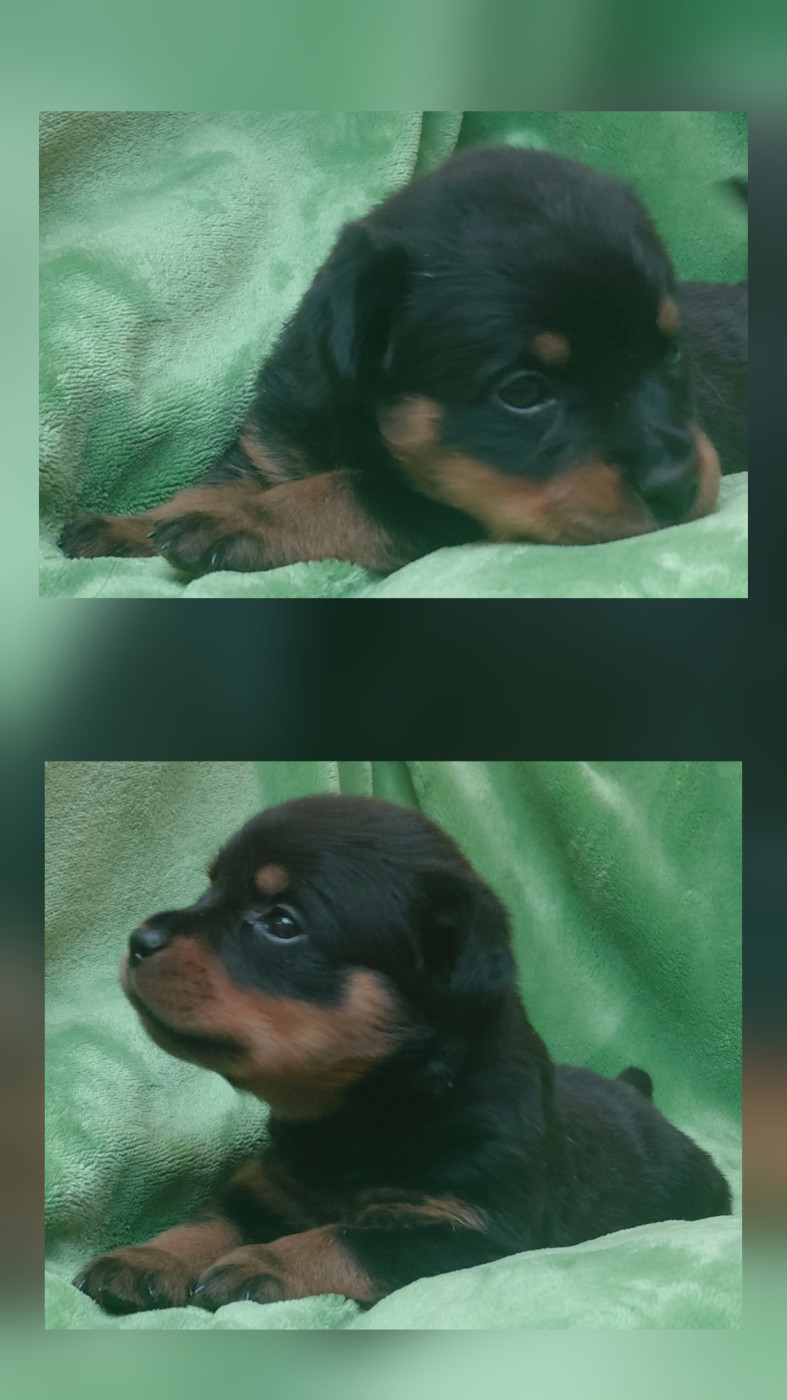 Des Comtes De L'inefaëlle - Chiots disponibles - Rottweiler