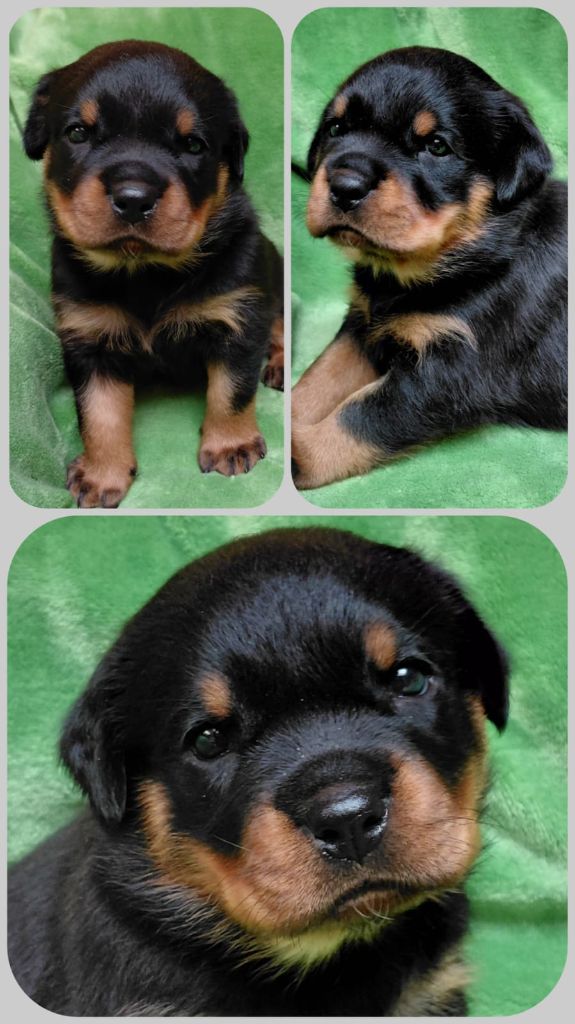 Des Comtes De L'inefaëlle - Chiots disponibles - Rottweiler