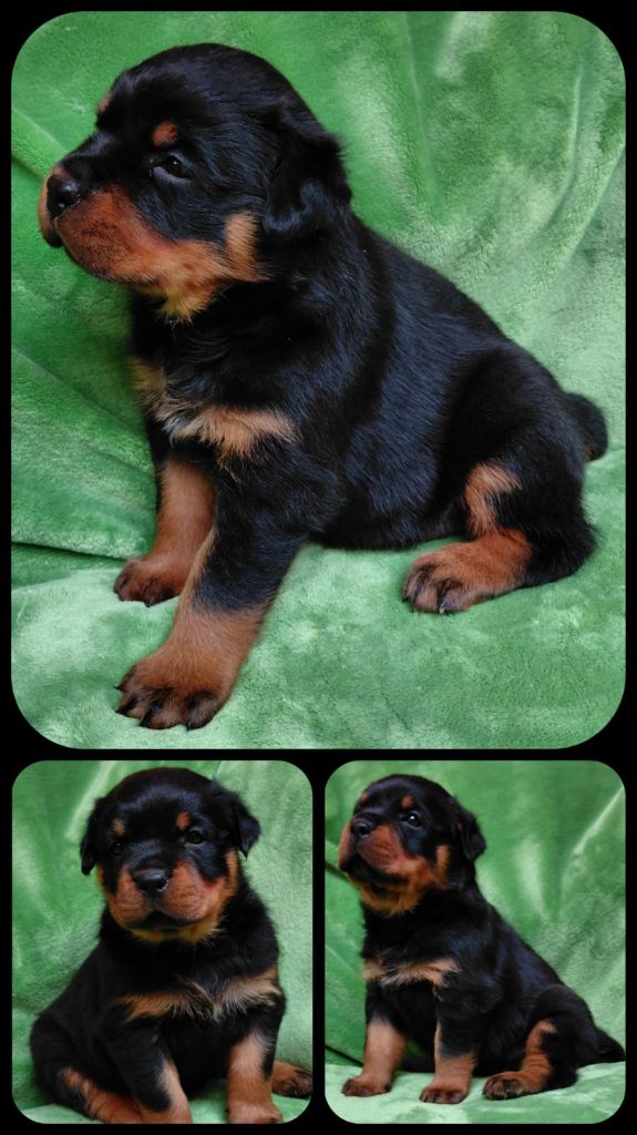 Des Comtes De L'inefaëlle - Chiots disponibles - Rottweiler
